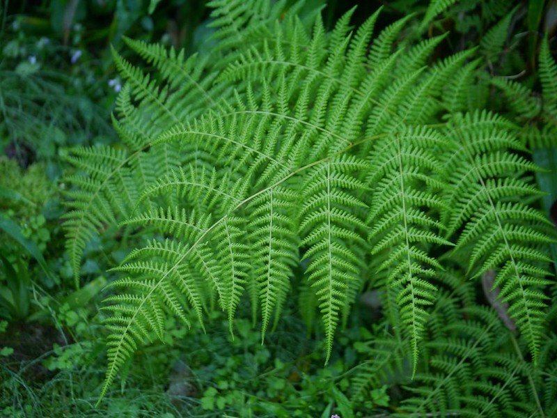 Thelypteris clavata