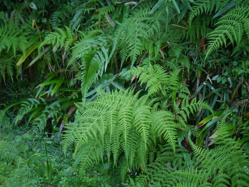 Thelypteris clavata photo 2