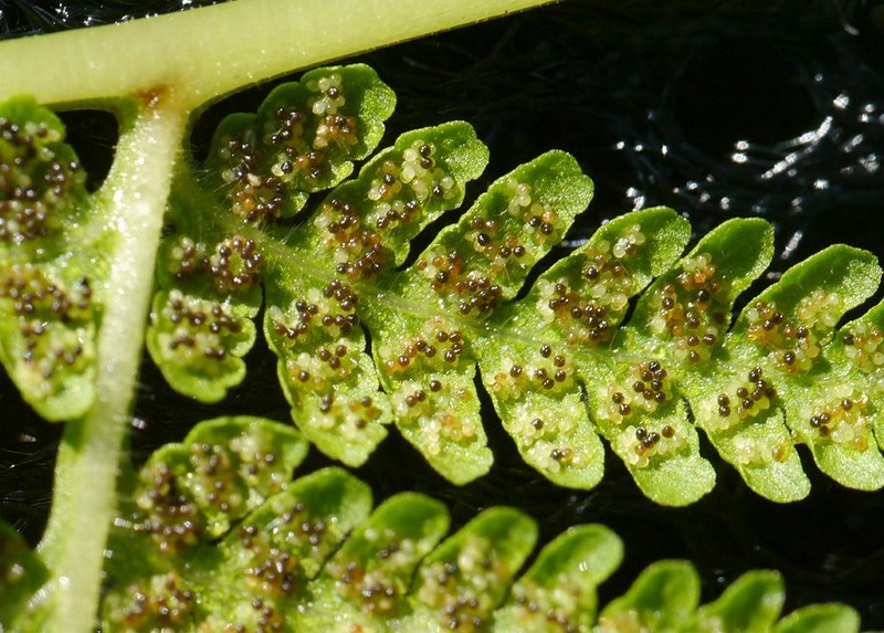 Thelypteris clavata photo 3
