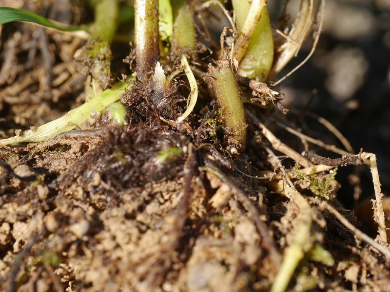 Thelypteris clavata photo 4