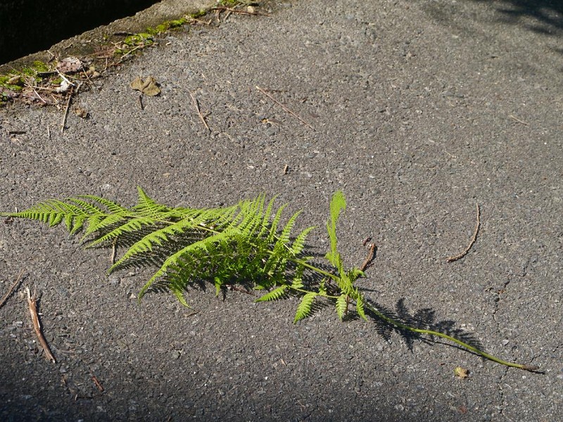 Thelypteris clavata photo 5