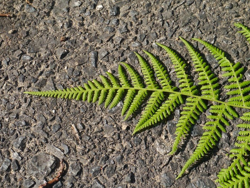 Thelypteris clavata photo 6