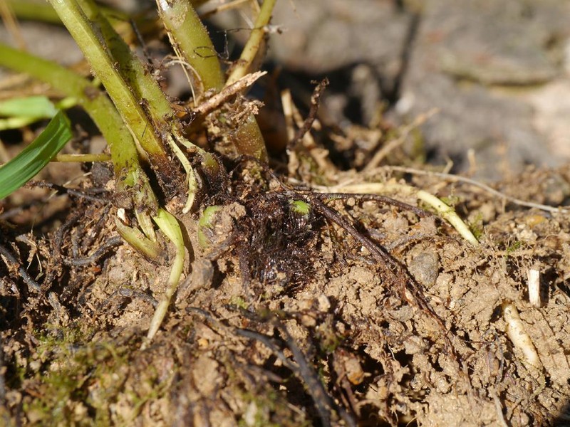 Thelypteris clavata photo 7