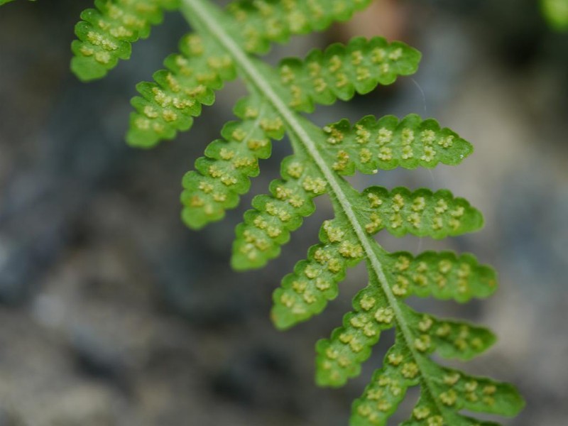 Thelypteris clavata photo 8