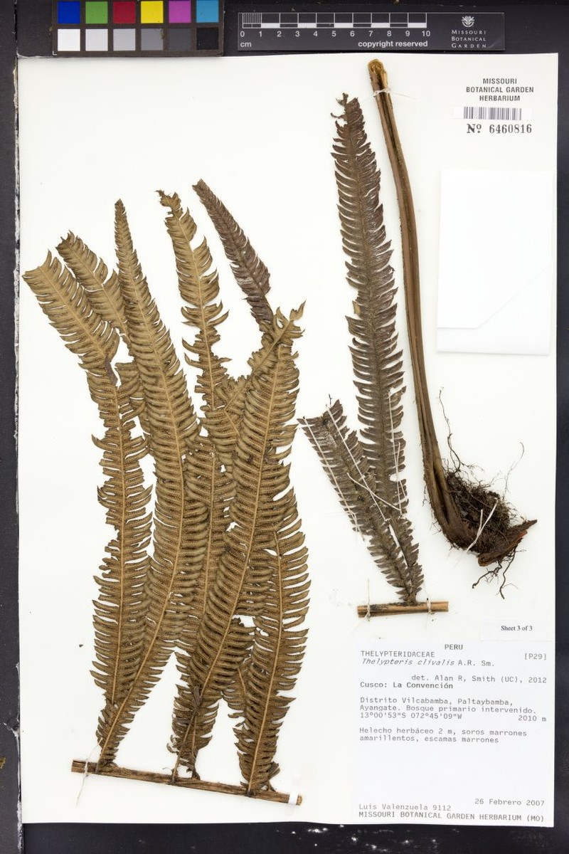 Thelypteris clivalis