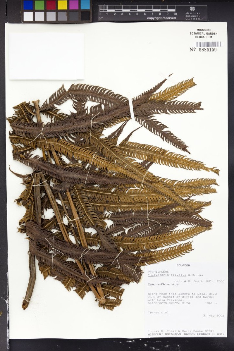 Thelypteris clivalis photo 2