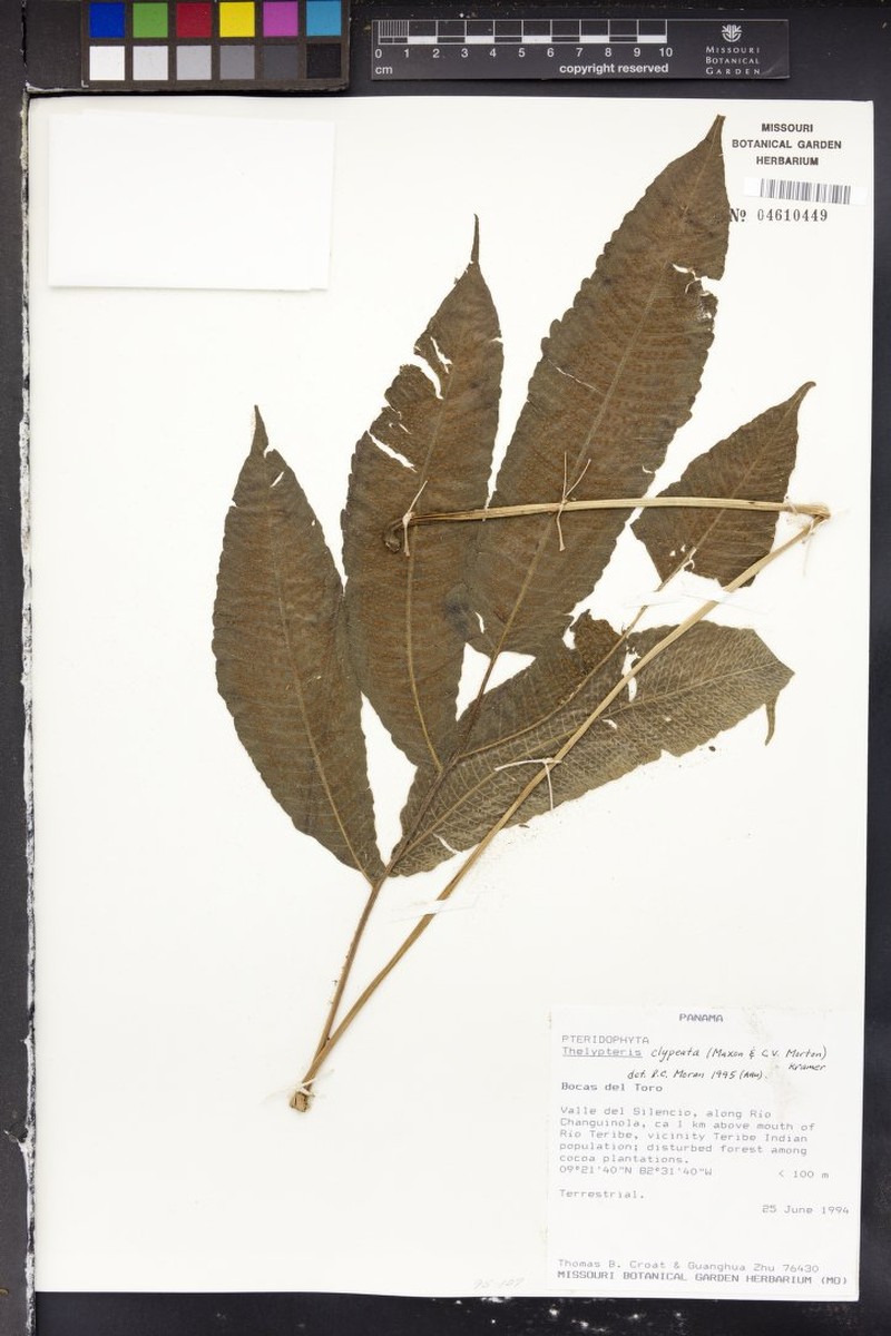 Thelypteris clypeata