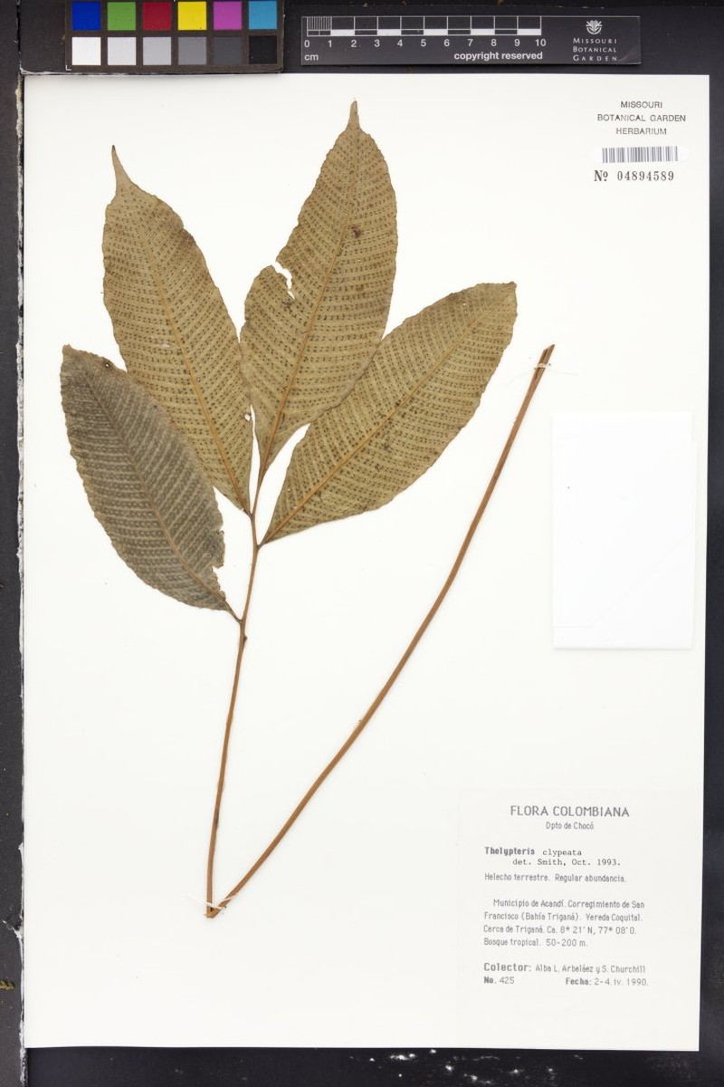 Thelypteris clypeata photo 2