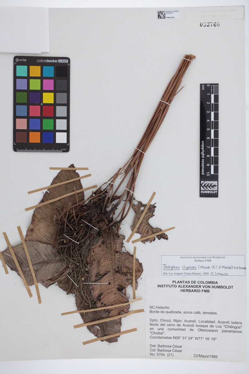Thelypteris clypeata photo 3