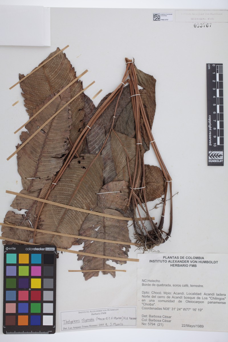 Thelypteris clypeata photo 4