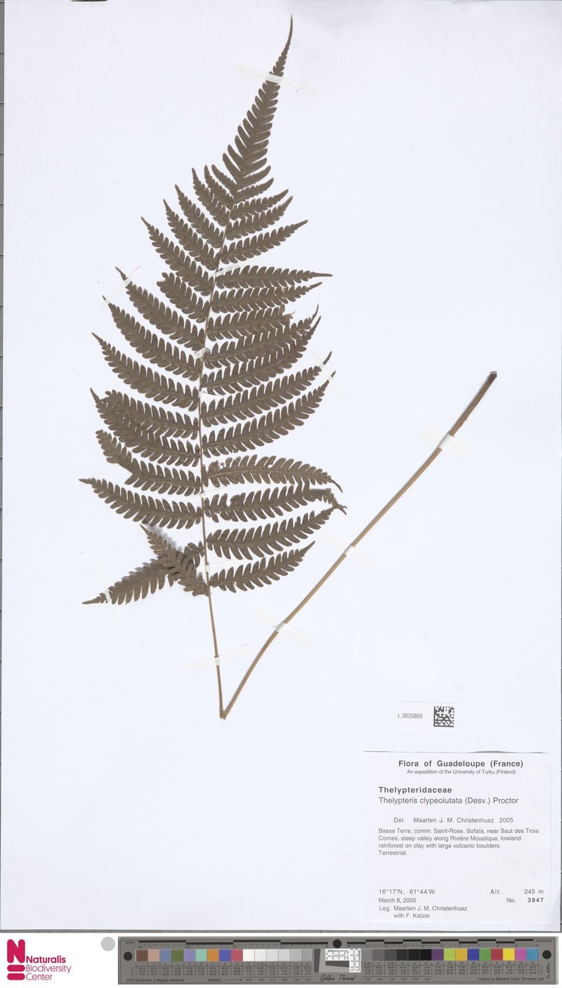 Thelypteris clypeolutata photo 2