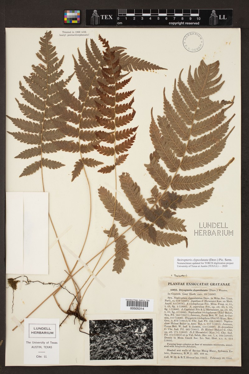 Thelypteris clypeolutata photo 3