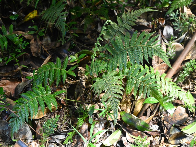 Thelypteris clypeolutata