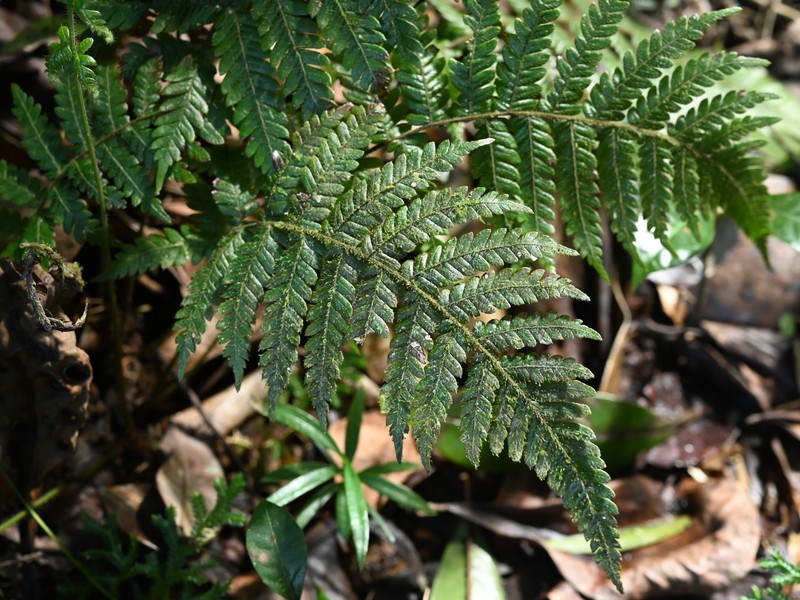 Thelypteris clypeolutata photo 4