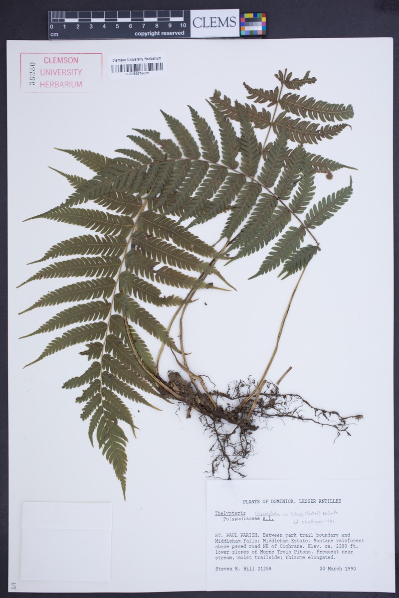 Thelypteris clypeolutata var. holmei