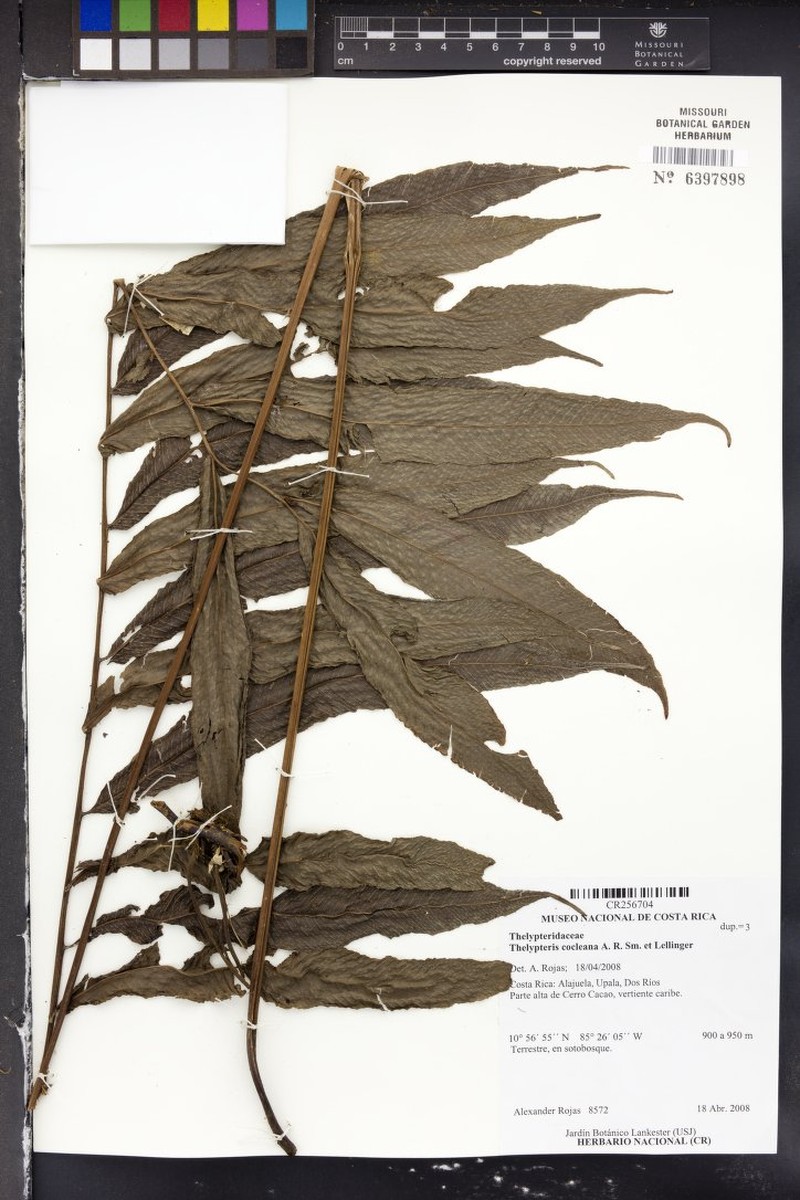 Thelypteris cocleana