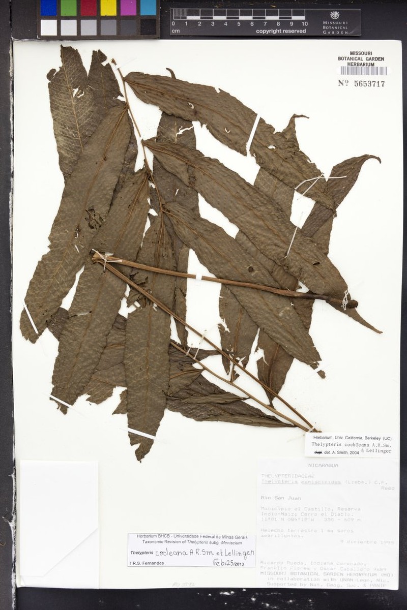 Thelypteris cocleana photo 2