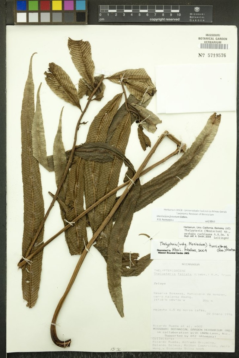 Thelypteris cocleana photo 3