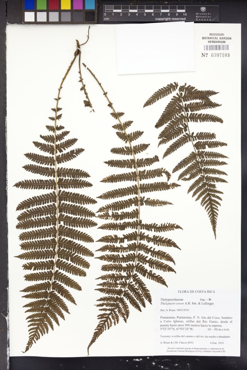 Thelypteris cocos