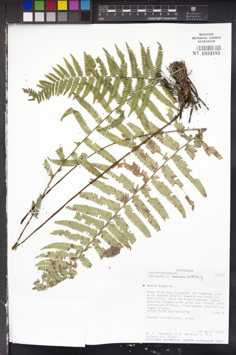 Thelypteris concinna