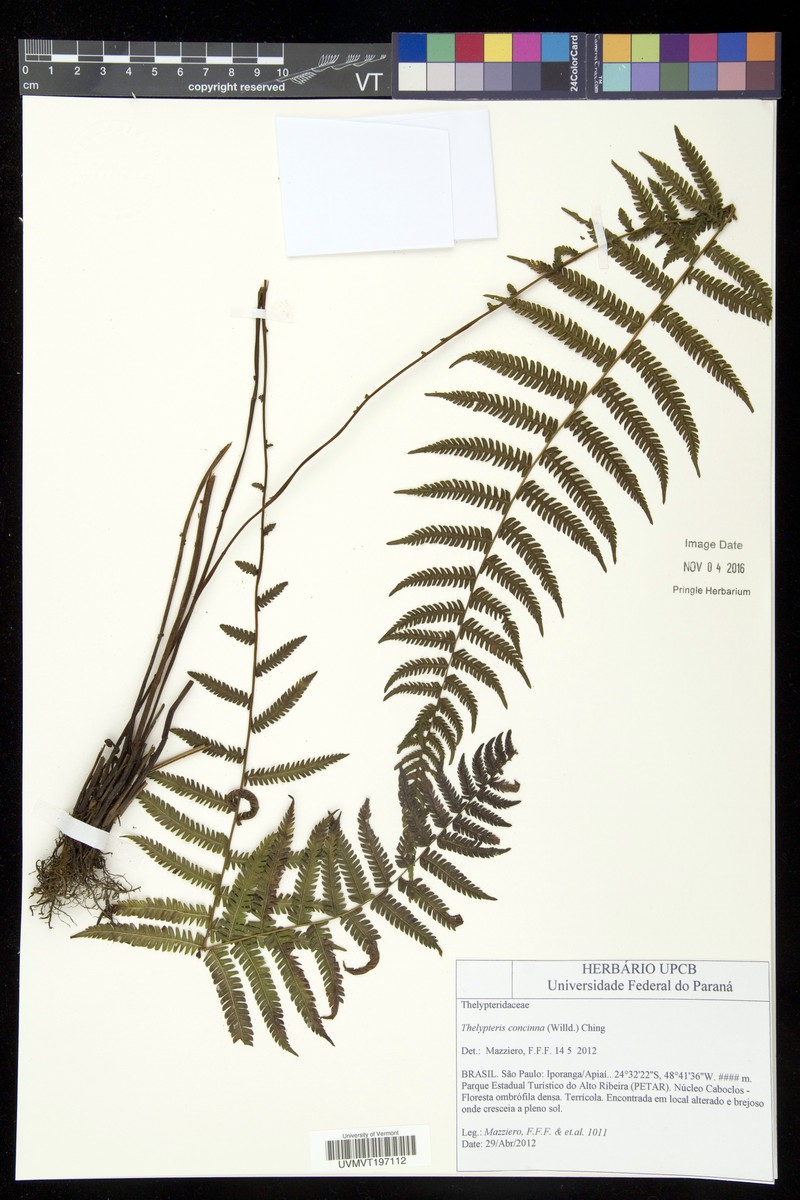 Thelypteris concinna photo 2