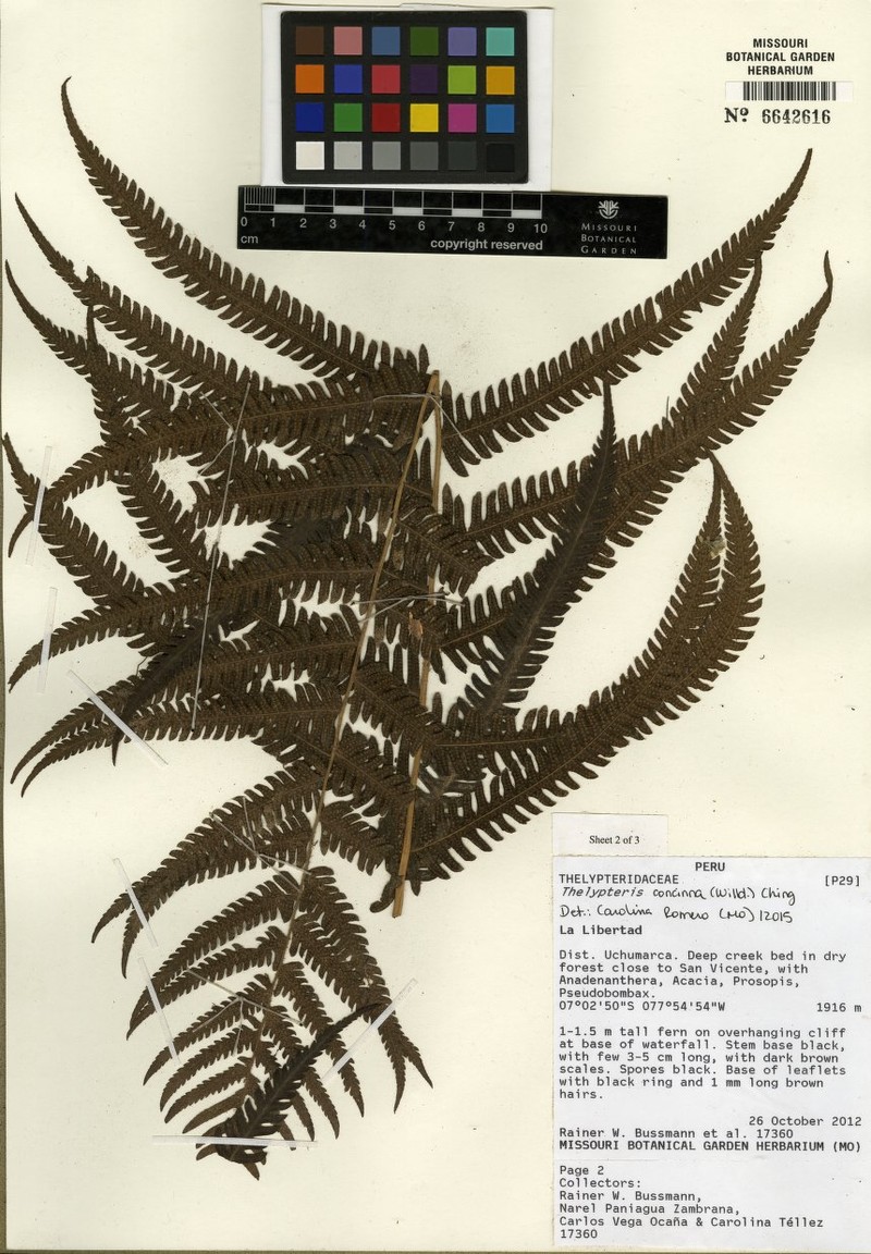 Thelypteris concinna photo 3