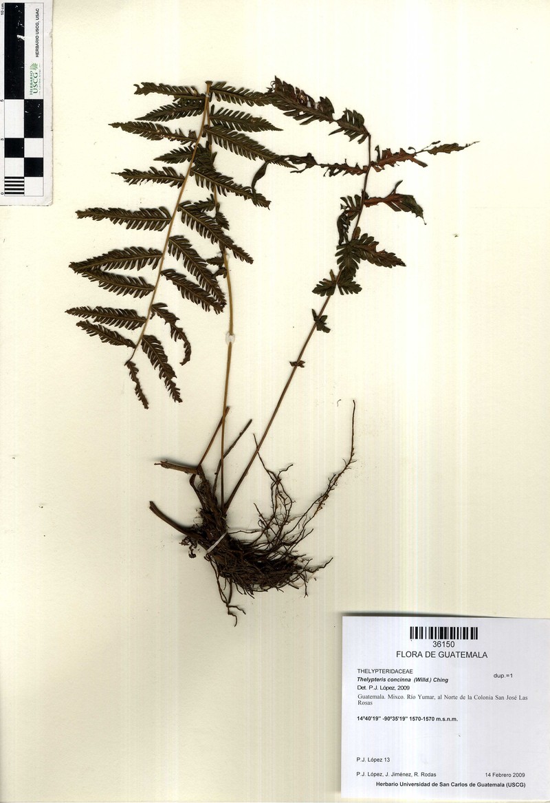 Thelypteris concinna photo 4
