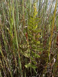 Thelypteris confluens