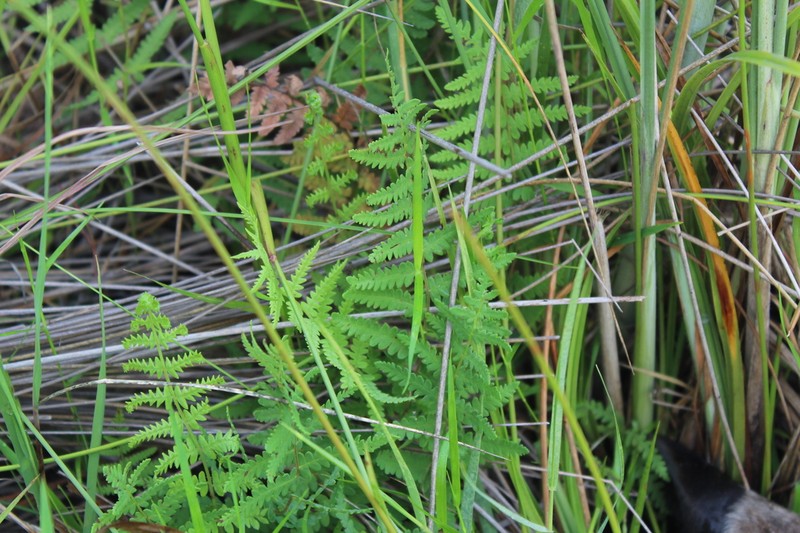 Thelypteris confluens photo 2