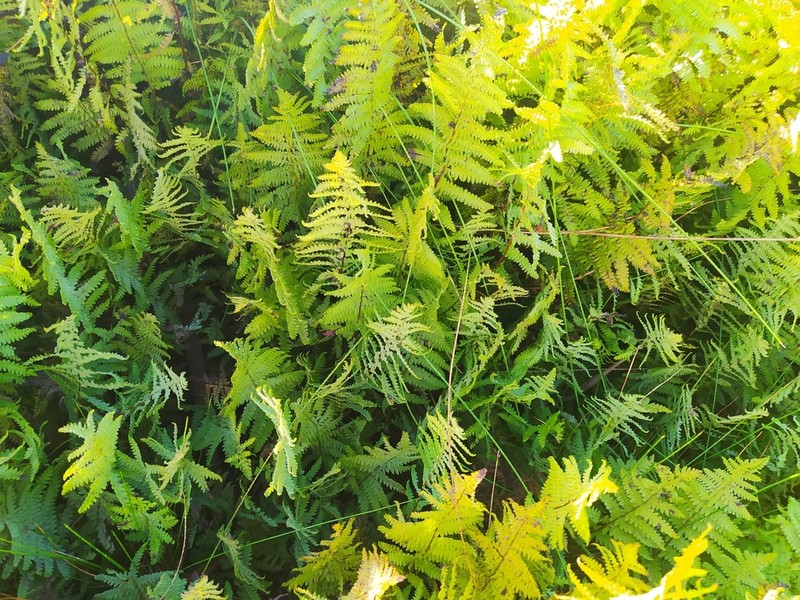 Thelypteris confluens photo 3