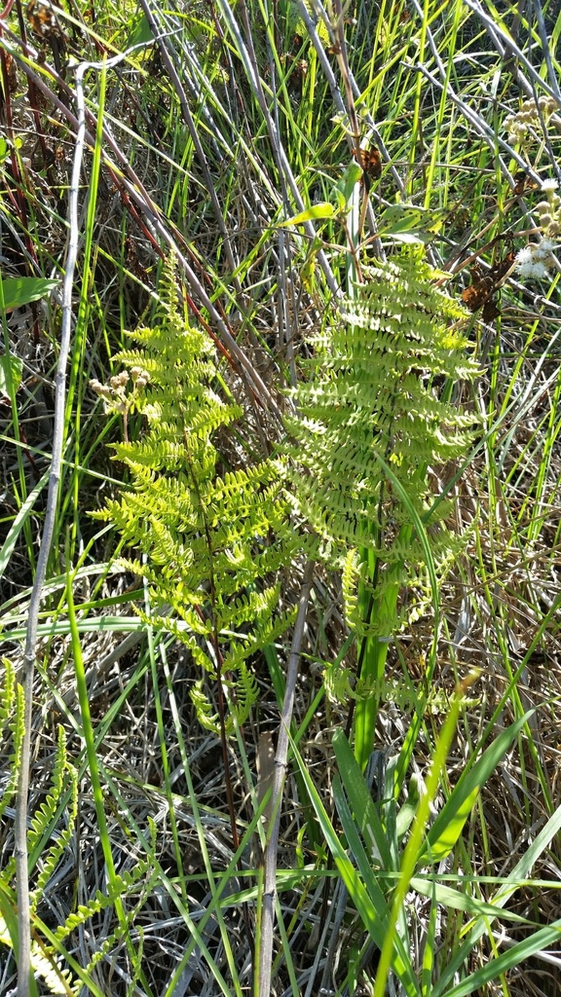 Thelypteris confluens photo 4