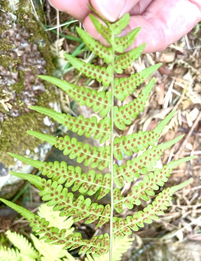 Thelypteris confluens photo 5