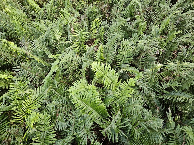 Thelypteris confluens photo 6