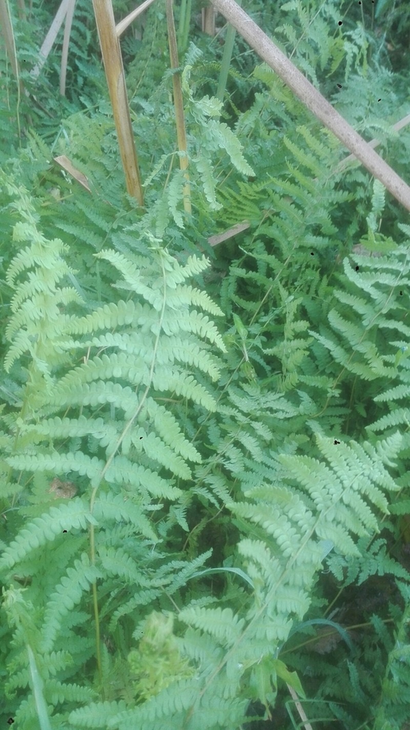 Thelypteris confluens photo 7