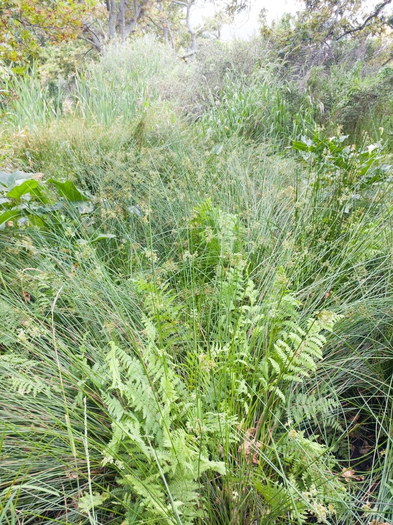 Thelypteris confluens photo 8