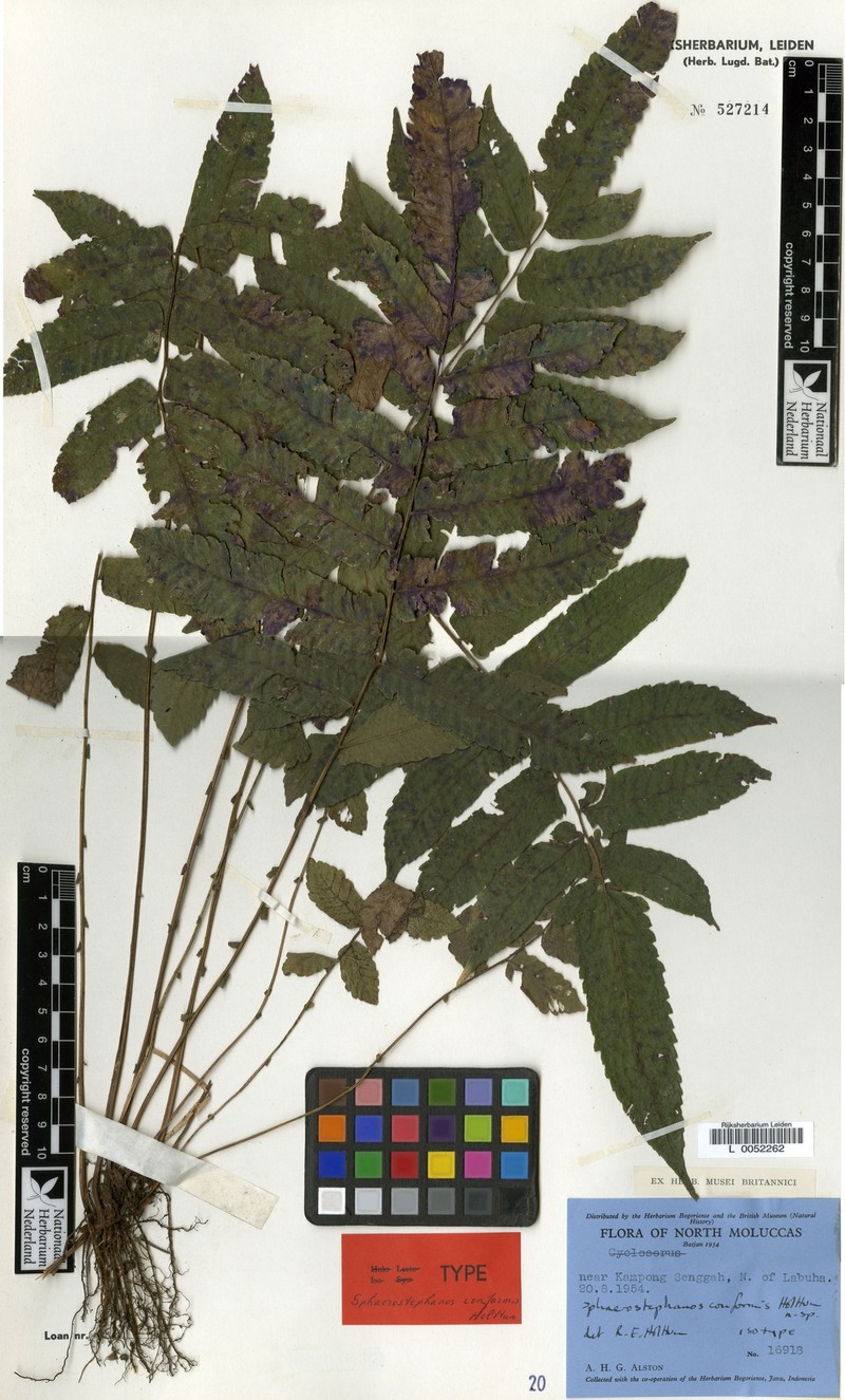 Thelypteris conformis