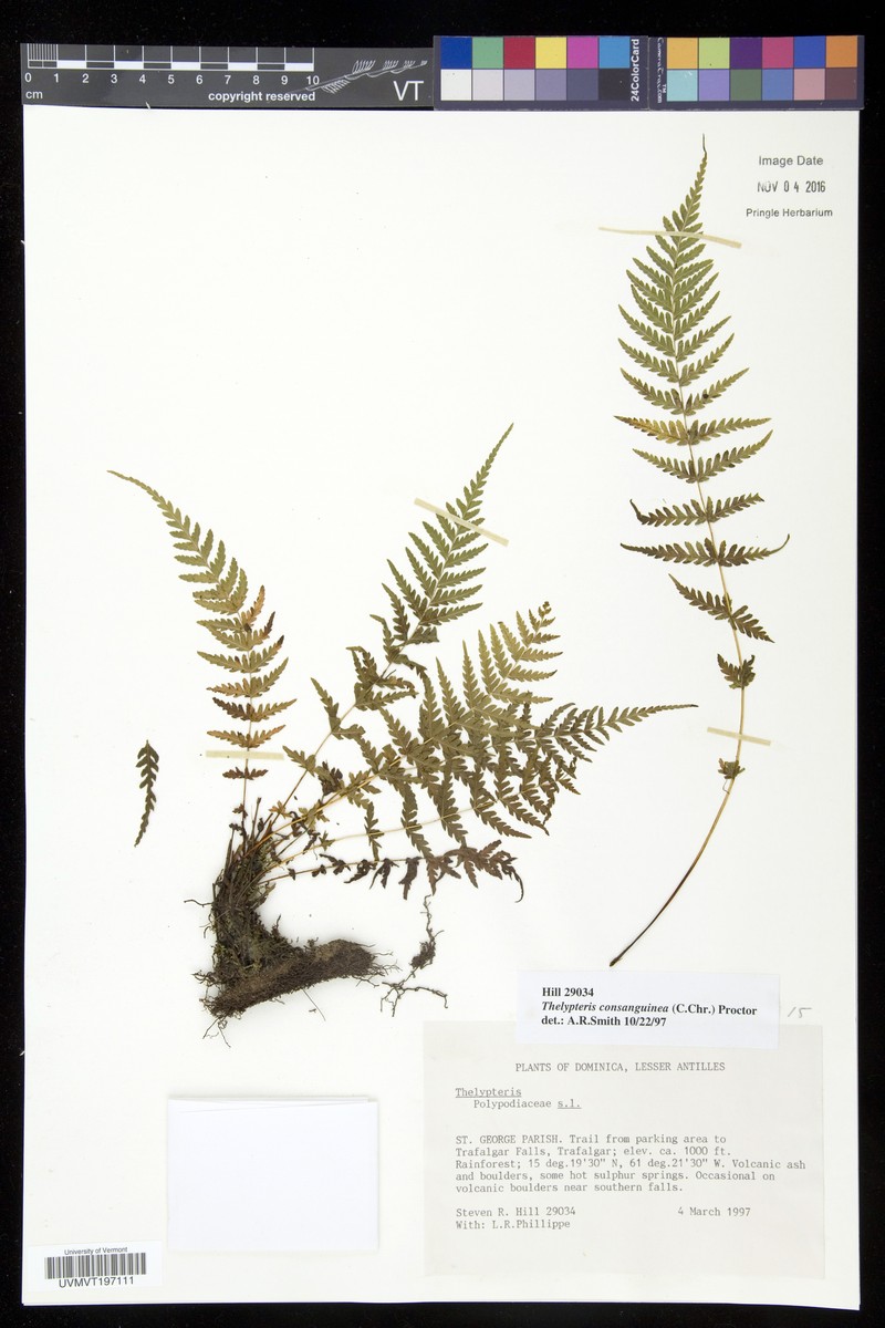 Thelypteris consanguinea