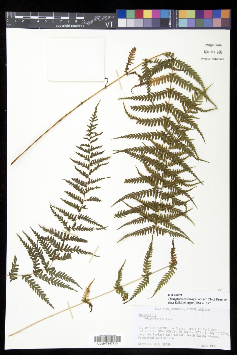Thelypteris consanguinea photo 2
