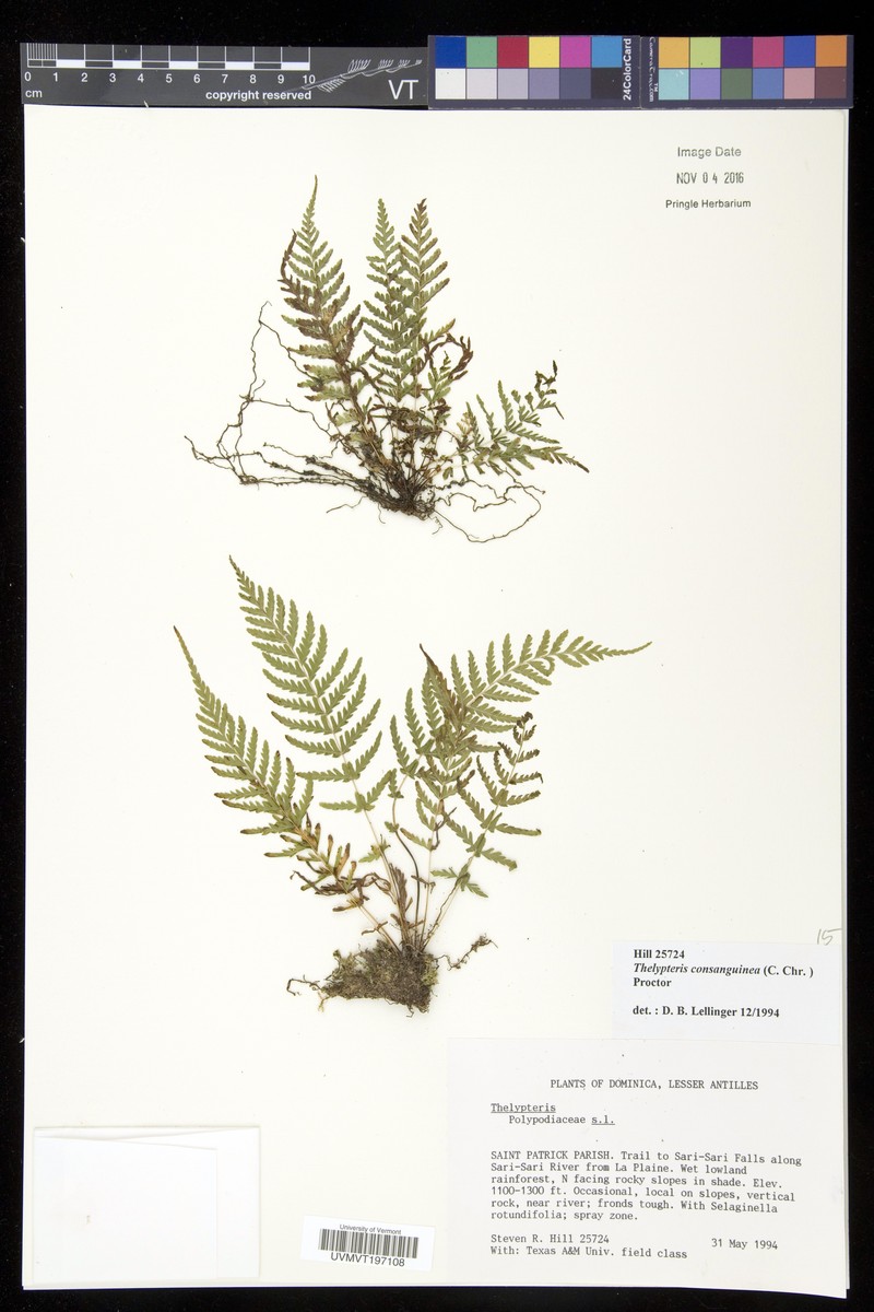Thelypteris consanguinea photo 3