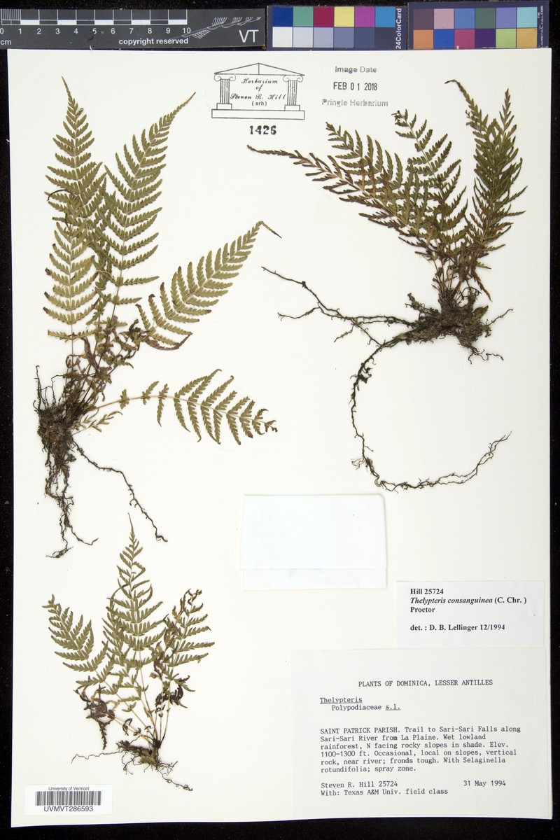 Thelypteris consanguinea photo 4