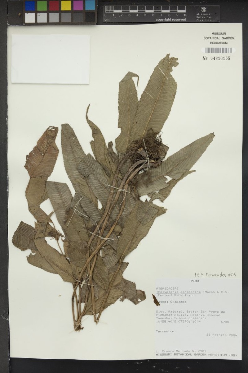 Thelypteris consobrina