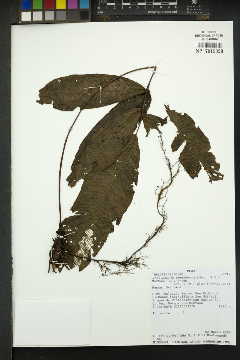 Thelypteris consobrina photo 2