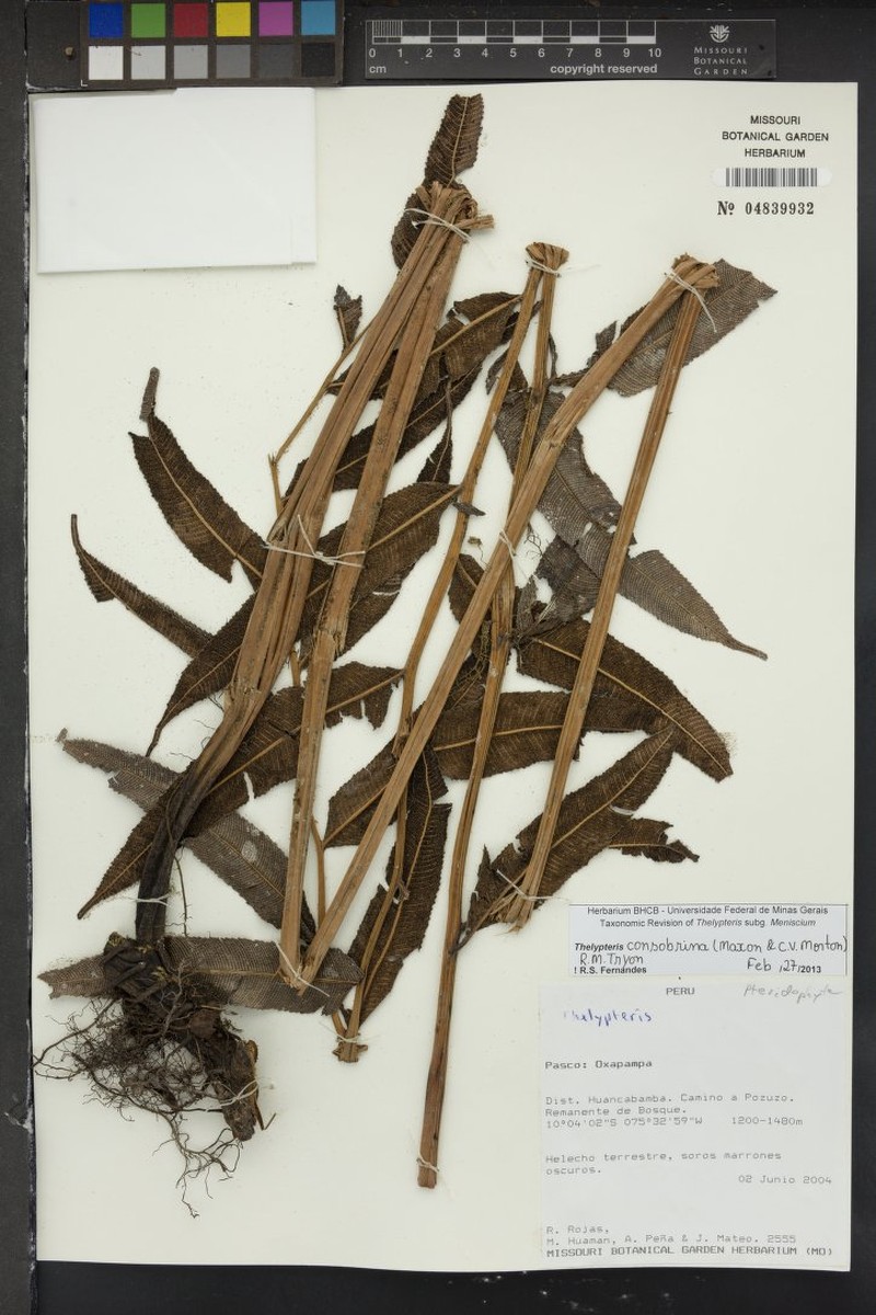 Thelypteris consobrina photo 3