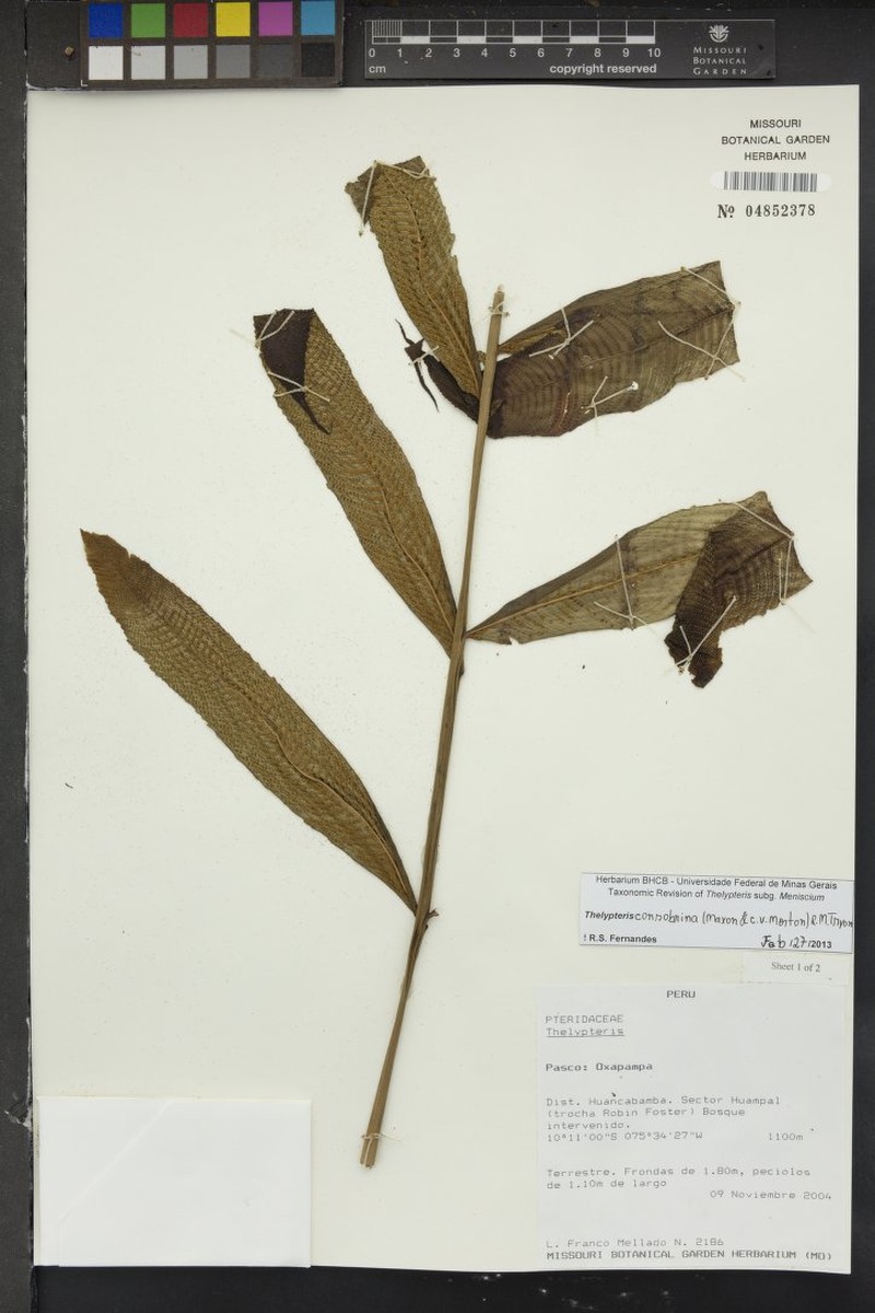 Thelypteris consobrina photo 4