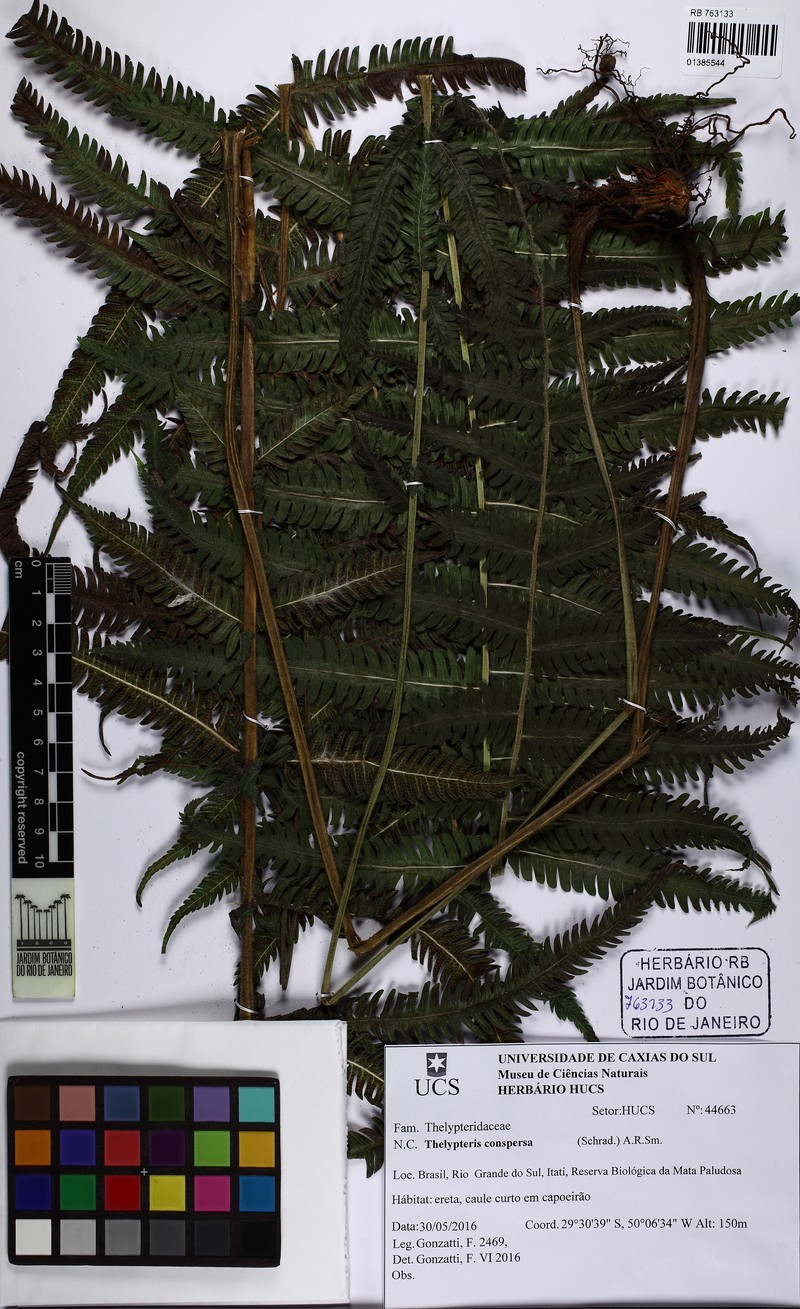 Thelypteris conspersa photo 2