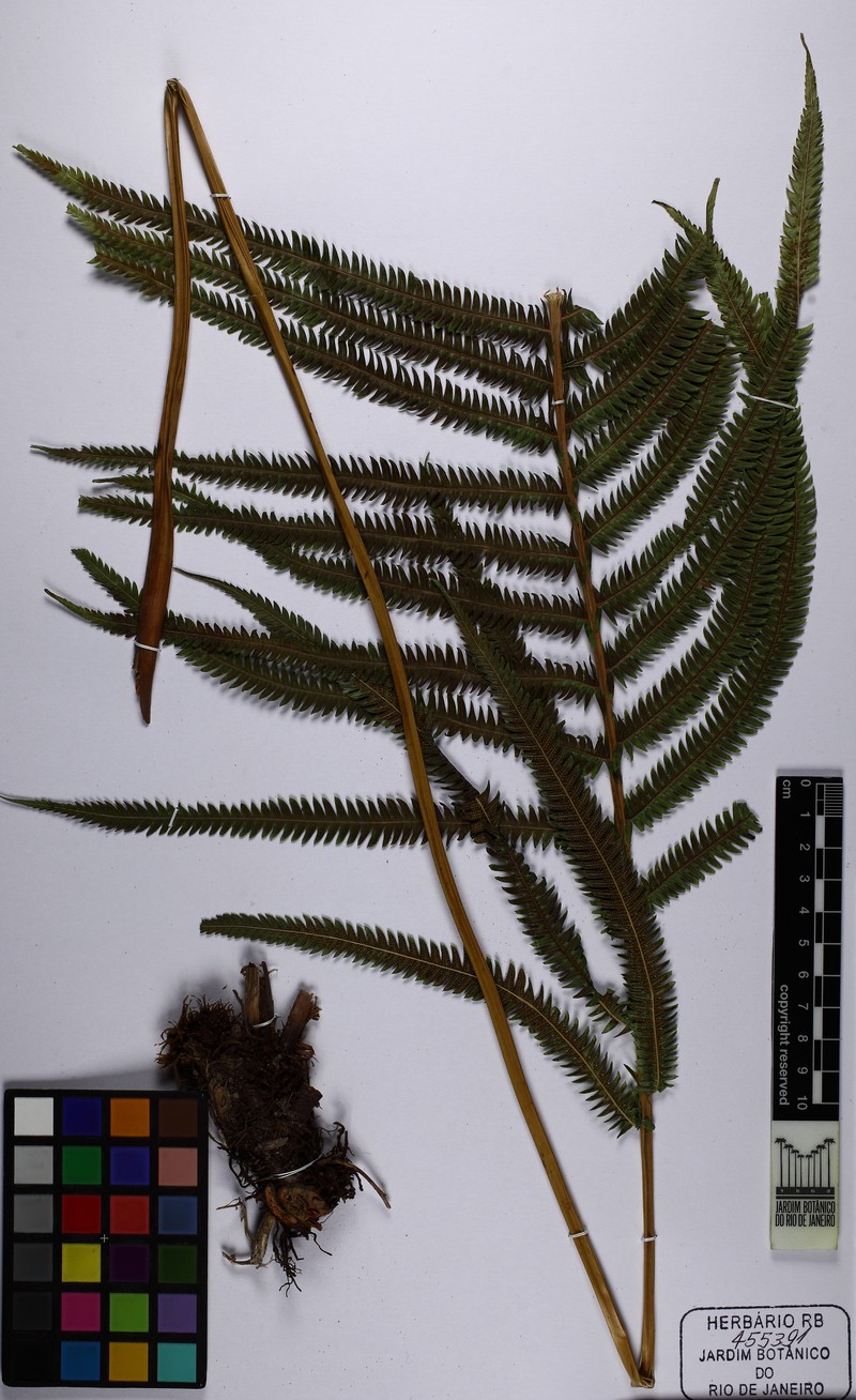 Thelypteris conspersa photo 3