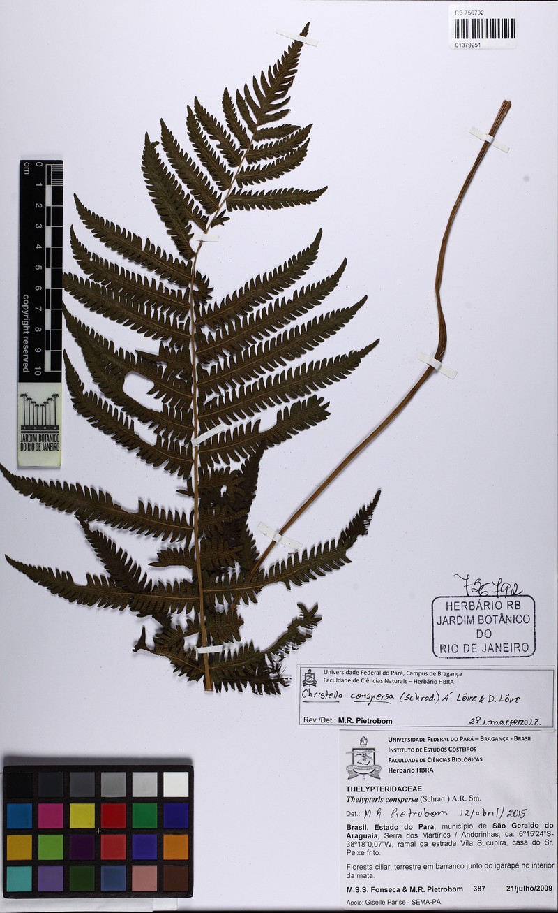Thelypteris conspersa photo 4