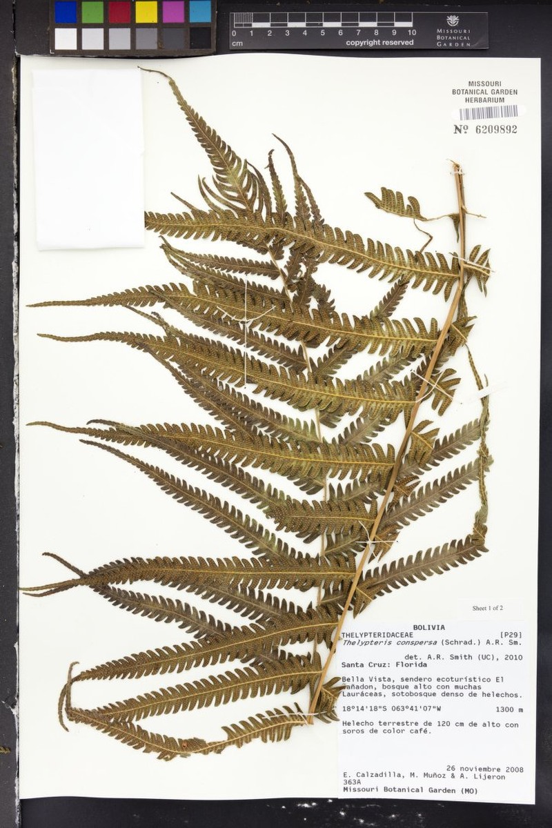Thelypteris conspersa photo 5
