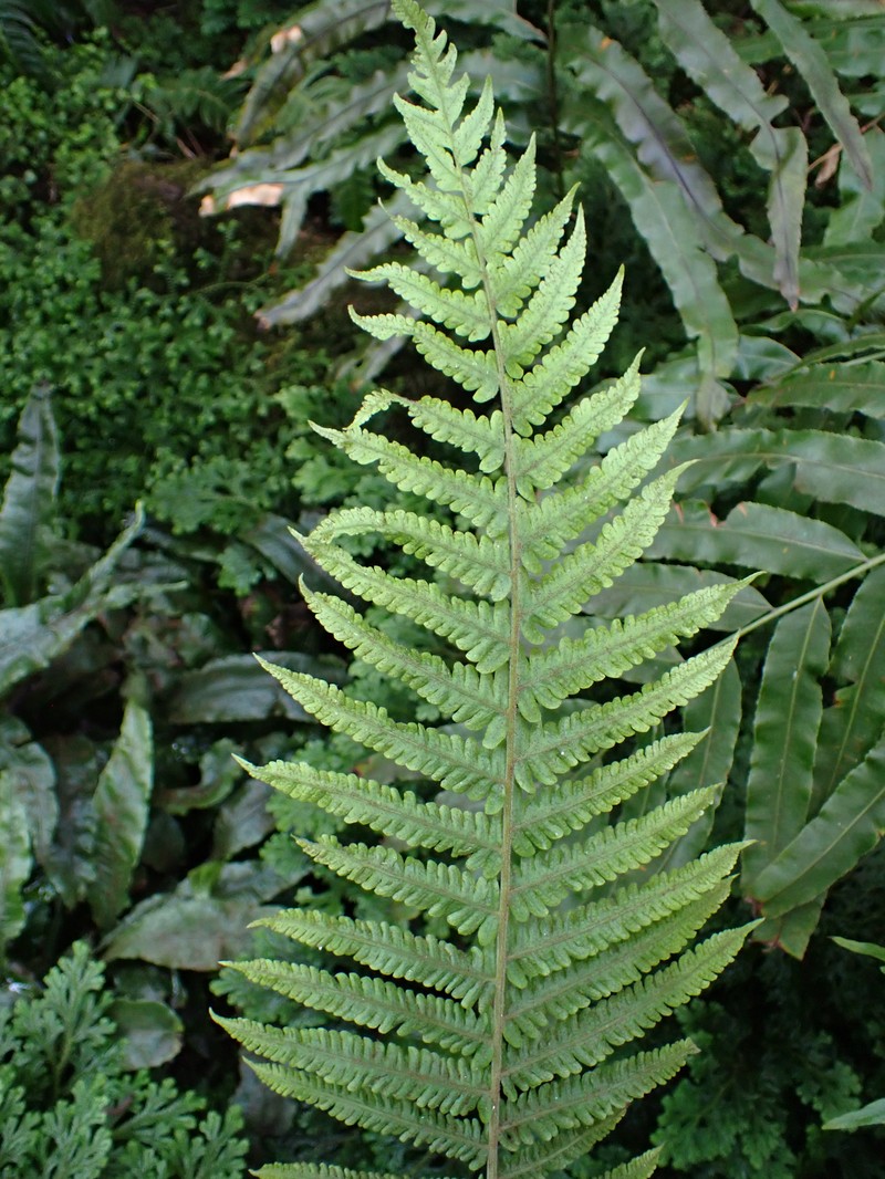 Thelypteris conspersa