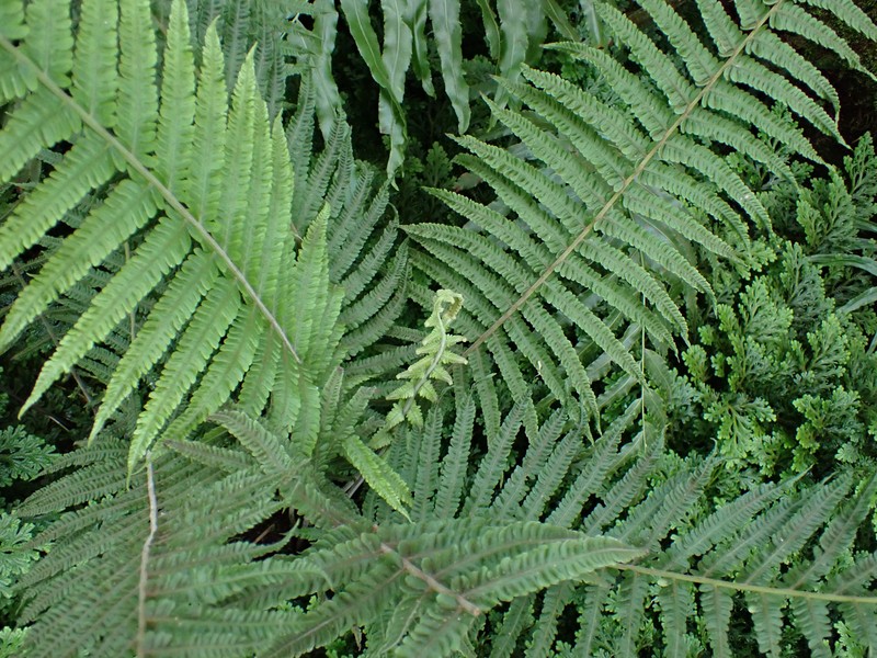 Thelypteris conspersa photo 6
